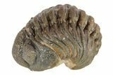 Long Curled Morocops Trilobite - Morocco #252783-1